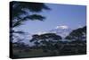 Kilimanjaro and Acacia Trees-DLILLC-Stretched Canvas