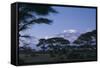 Kilimanjaro and Acacia Trees-DLILLC-Framed Stretched Canvas