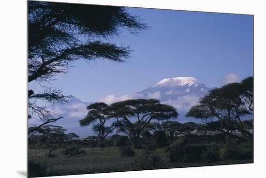 Kilimanjaro and Acacia Trees-DLILLC-Mounted Premium Photographic Print