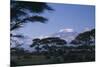 Kilimanjaro and Acacia Trees-DLILLC-Mounted Premium Photographic Print