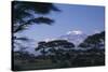 Kilimanjaro and Acacia Trees-DLILLC-Stretched Canvas