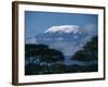 Kilimanjaro and Acacia Trees-null-Framed Photographic Print