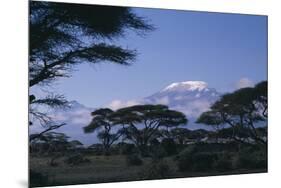 Kilimanjaro and Acacia Trees-DLILLC-Mounted Photographic Print