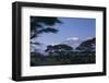 Kilimanjaro and Acacia Trees-DLILLC-Framed Photographic Print