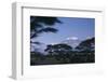 Kilimanjaro and Acacia Trees-DLILLC-Framed Photographic Print