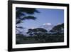 Kilimanjaro and Acacia Trees-DLILLC-Framed Photographic Print