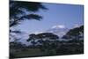 Kilimanjaro and Acacia Trees-DLILLC-Mounted Photographic Print