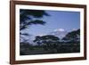 Kilimanjaro and Acacia Trees-DLILLC-Framed Photographic Print