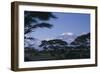 Kilimanjaro and Acacia Trees-DLILLC-Framed Photographic Print