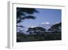 Kilimanjaro and Acacia Trees-DLILLC-Framed Photographic Print