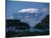 Kilimanjaro and Acacia Trees-null-Stretched Canvas