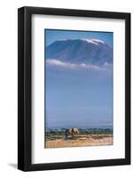 Kilimanjaro and the Quiet Sentinels-Jeffrey C. Sink-Framed Photographic Print