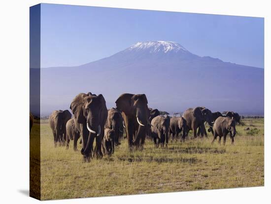 Kilimanjaro Elephants-Charles Bowman-Stretched Canvas