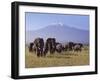 Kilimanjaro Elephants-Charles Bowman-Framed Photographic Print