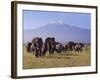 Kilimanjaro Elephants-Charles Bowman-Framed Photographic Print