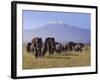 Kilimanjaro Elephants-Charles Bowman-Framed Photographic Print