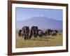 Kilimanjaro Elephants-Charles Bowman-Framed Photographic Print