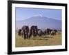 Kilimanjaro Elephants-Charles Bowman-Framed Photographic Print