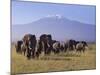 Kilimanjaro Elephants-Charles Bowman-Mounted Photographic Print