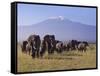 Kilimanjaro Elephants-Charles Bowman-Framed Stretched Canvas