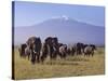 Kilimanjaro Elephants-Charles Bowman-Stretched Canvas