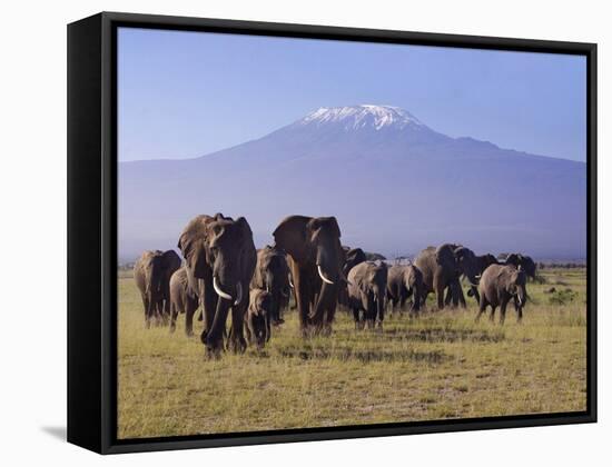 Kilimanjaro Elephants-Charles Bowman-Framed Stretched Canvas