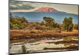 Kilimanjaro in morning, Amboseli National Park, Africa-John Wilson-Mounted Photographic Print