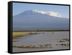 Kilimanjaro Ostriches-Charles Bowman-Framed Stretched Canvas