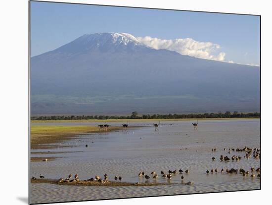 Kilimanjaro Ostriches-Charles Bowman-Mounted Photographic Print