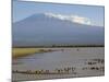 Kilimanjaro Ostriches-Charles Bowman-Mounted Photographic Print