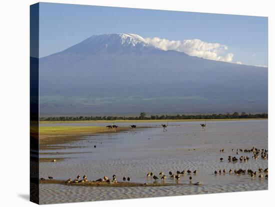 Kilimanjaro Ostriches-Charles Bowman-Stretched Canvas