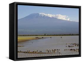Kilimanjaro Ostriches-Charles Bowman-Framed Stretched Canvas