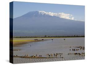 Kilimanjaro Ostriches-Charles Bowman-Stretched Canvas