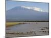 Kilimanjaro Ostriches-Charles Bowman-Mounted Photographic Print