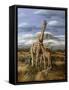 Kilimanjaro Pair-Trevor V. Swanson-Framed Stretched Canvas