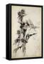 Kill Me a Red-Hipped Humble-Bee on the Top of a Thistle-Arthur Rackham-Framed Stretched Canvas