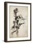 Kill Me a Red-Hipped Humble-Bee on the Top of a Thistle-Arthur Rackham-Framed Premium Giclee Print