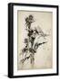 Kill Me a Red-Hipped Humble-Bee on the Top of a Thistle-Arthur Rackham-Framed Premium Giclee Print