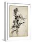 Kill Me a Red-Hipped Humble-Bee on the Top of a Thistle-Arthur Rackham-Framed Giclee Print