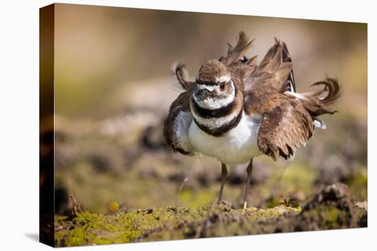 Killdeer drying feathers after a bath, Texas, USA-Karine Aigner-Stretched Canvas