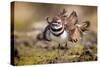 Killdeer drying feathers after a bath, Texas, USA-Karine Aigner-Stretched Canvas