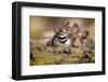 Killdeer drying feathers after a bath, Texas, USA-Karine Aigner-Framed Photographic Print