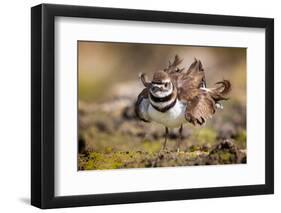 Killdeer drying feathers after a bath, Texas, USA-Karine Aigner-Framed Photographic Print