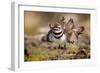 Killdeer drying feathers after a bath, Texas, USA-Karine Aigner-Framed Photographic Print