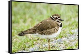 Killdeer-Gary Carter-Framed Stretched Canvas