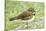 Killdeer-Gary Carter-Stretched Canvas