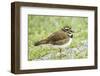 Killdeer-Gary Carter-Framed Photographic Print