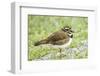 Killdeer-Gary Carter-Framed Photographic Print