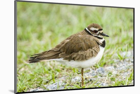 Killdeer-Gary Carter-Mounted Photographic Print