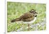 Killdeer-Gary Carter-Framed Photographic Print